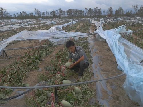 一夜夷为平地 “海燕”重创海南西部瓜农