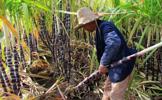 安徽休宁县海阳镇:甘蔗丰收节节甜