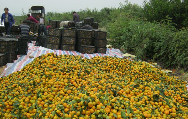 永岁乡大源屋村委南丰蜜桔收购现场