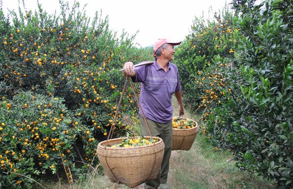 永岁乡大源屋村委果农在采摘南丰蜜桔