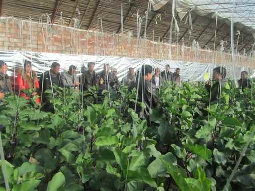 内蒙古杭锦后旗积极开展设施农业秋冬茬蔬菜种植培训会2
