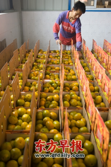 上海崇明柑橘今年分级 最贵每斤10元