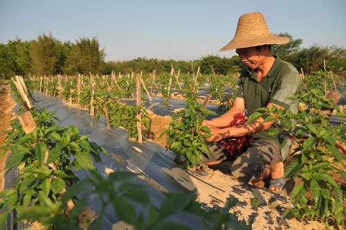 初冬时节广东阳春潭水镇菜农种椒忙