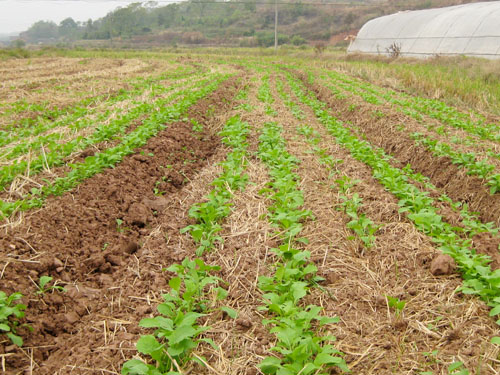 湖南祁东县全程机械化,全面提升油菜生产水平2
