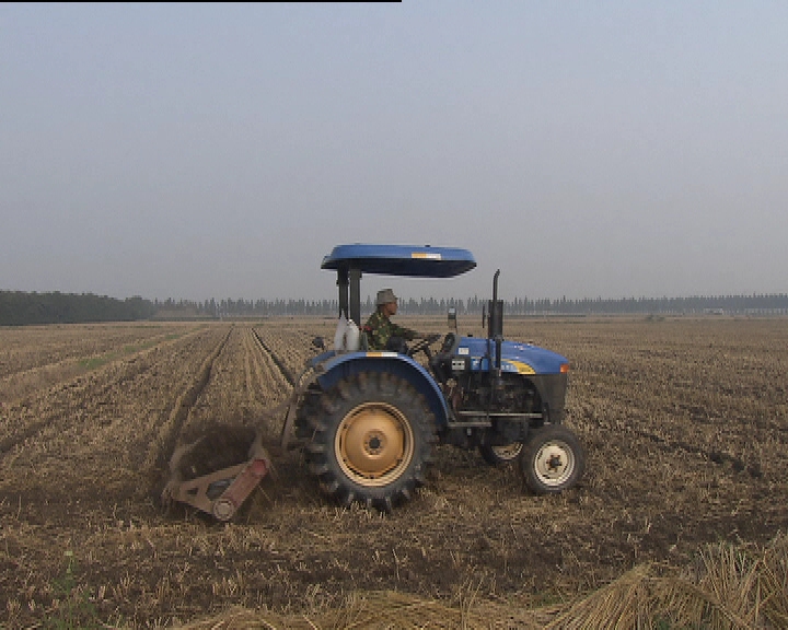 上海奉贤区水稻收割已完成97% 秋种作物须抓紧