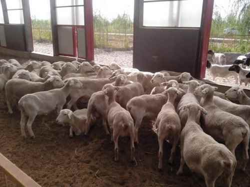 ���ɹ��ٺ����ӰĴ���������128ֻ��������:����������������