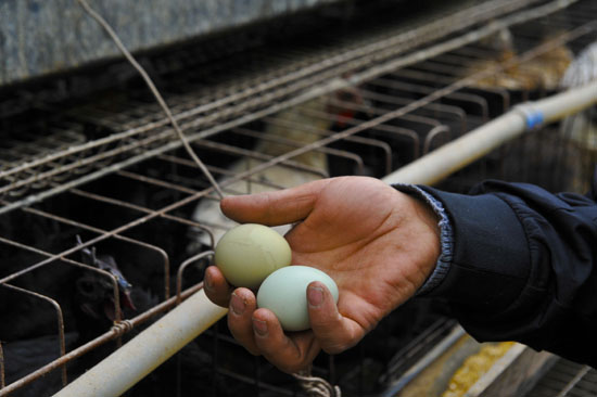 艾尼江·乌拉米丁在鸡舍里检查帕米尔柴鸡刚产下的绿壳鸡蛋(11月15日摄)