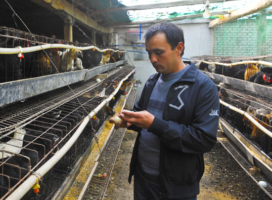 艾尼江·乌拉米丁在鸡舍里检查帕米尔柴鸡刚产下的绿壳鸡蛋(11月15日摄)