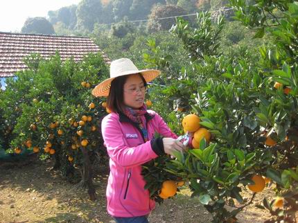浙江桐庐县:脐橙甜了果农心
