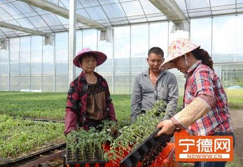 福建福鼎市农企“现代商场”模式移植到设施农业建设