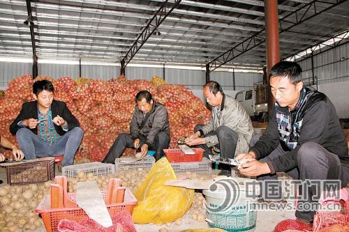 广东江门:让恩平马铃薯名扬全国