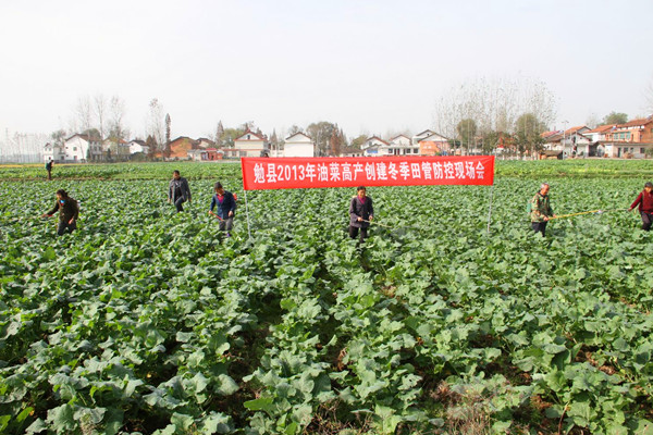 陕西勉县:强化冬季田管 确保油菜安全越冬