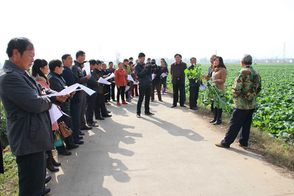 陕西勉县:强化冬季田管 确保油菜安全越冬2