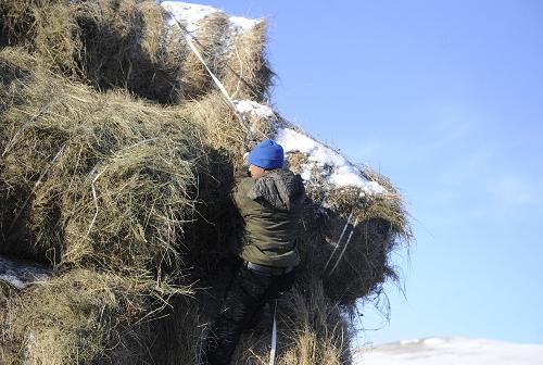 1124գλɹũΪţ򴢱õĲϡ