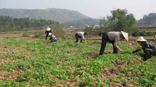 湖南芷江县农业局领导干部深入油菜示范点间苗补兜