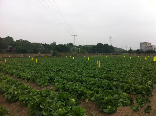 广西防城区无公害蔬菜示范片带动种植一大片