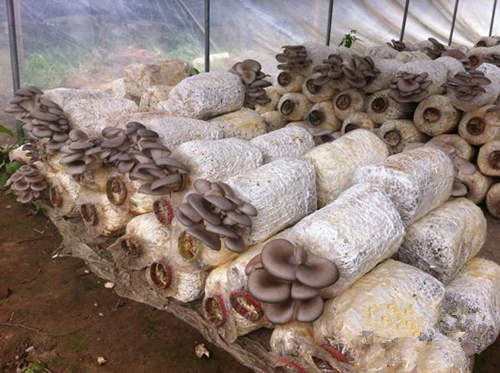 广西防城区无公害蔬菜示范片带动种植一大片2