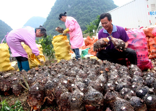 广西荔浦芋丰收农民收获大桶金