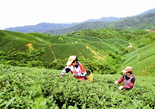 ɭָʸߴ84.2%ƽǹ̵̬أ17Ķ԰ָ̬ǿأѾΪľ¡Կɼũڸɽл԰ɲ衣