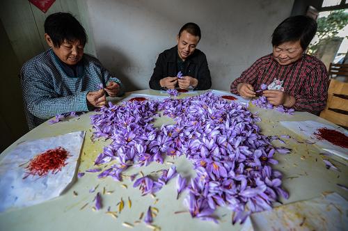 11月22日,舟山市朱家尖街道种植户林高德的家人在剥离藏红花的花丝。