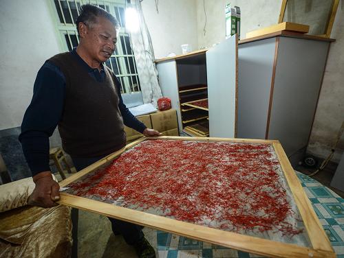 11月21日,舟山市朱家尖街道的种植户林高德准备把一天采摘收集的藏红花花丝放进烘箱烘干,100朵藏红花的花丝烘干后只有一克。他今年种植了10亩藏红花,预计收入可以达到30万元。