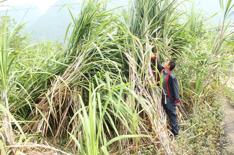 广西融安县浮石镇引进甘蔗新品种柳城05/136长势良好有望实现亩产7吨以上