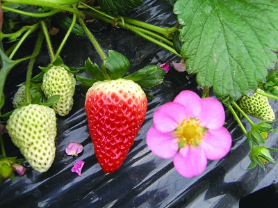 江苏南京最早熟的草莓10月底就上市