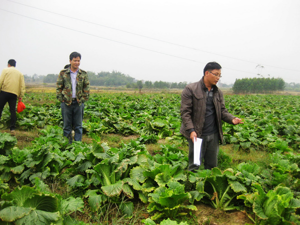 ������۸�����ũҵ����ʵץ�ö����߲˲�����ι���