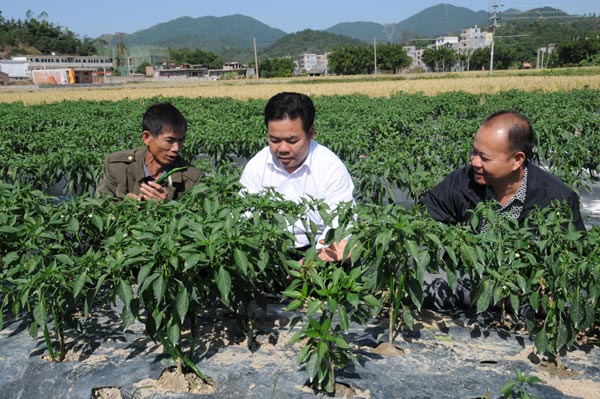 广西浦北县秋辣椒热辣上市