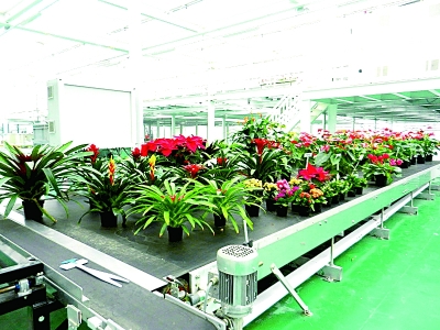 硬汉杨铁顺的“世界花王”梦