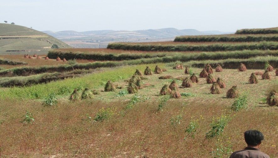 甘肃华池县小杂粮走向农业标准化发展路子