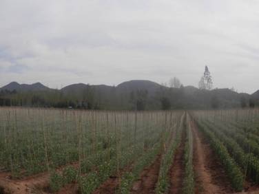 云南:发展“长寿仁”种植成为武定县冬季农业开发的新亮点