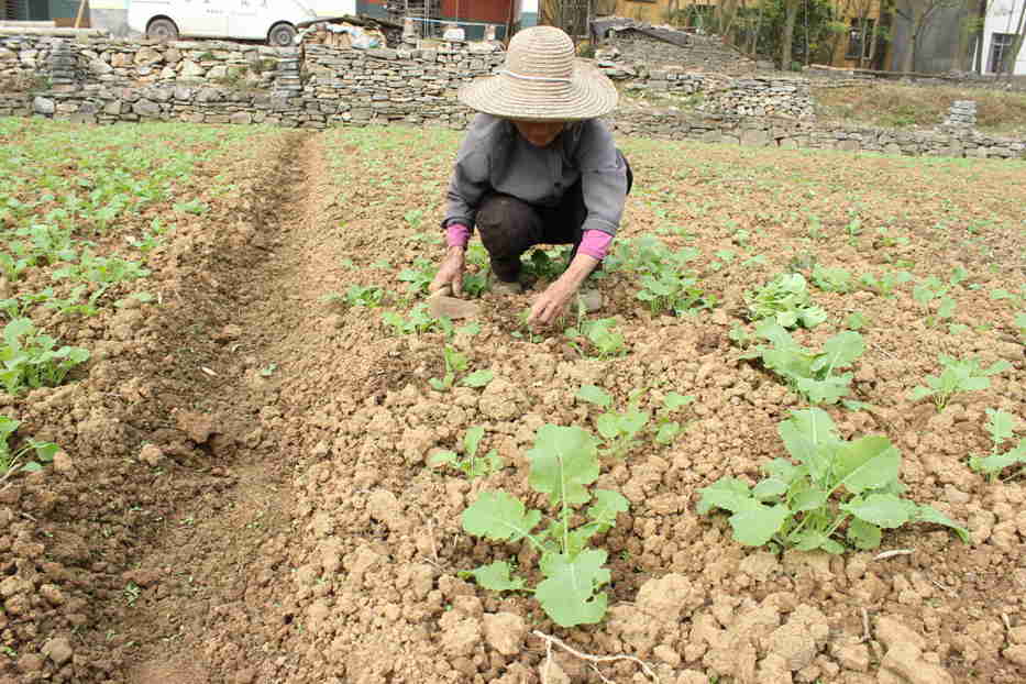 广西融安县东起乡良村150亩油菜长势好