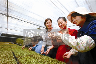 天津滨海新区发展设施农业 农民年均增收达到10%左右