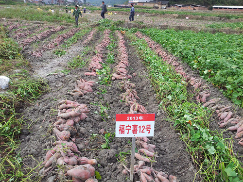 福建宁化:甘薯新品种试验示范成功
