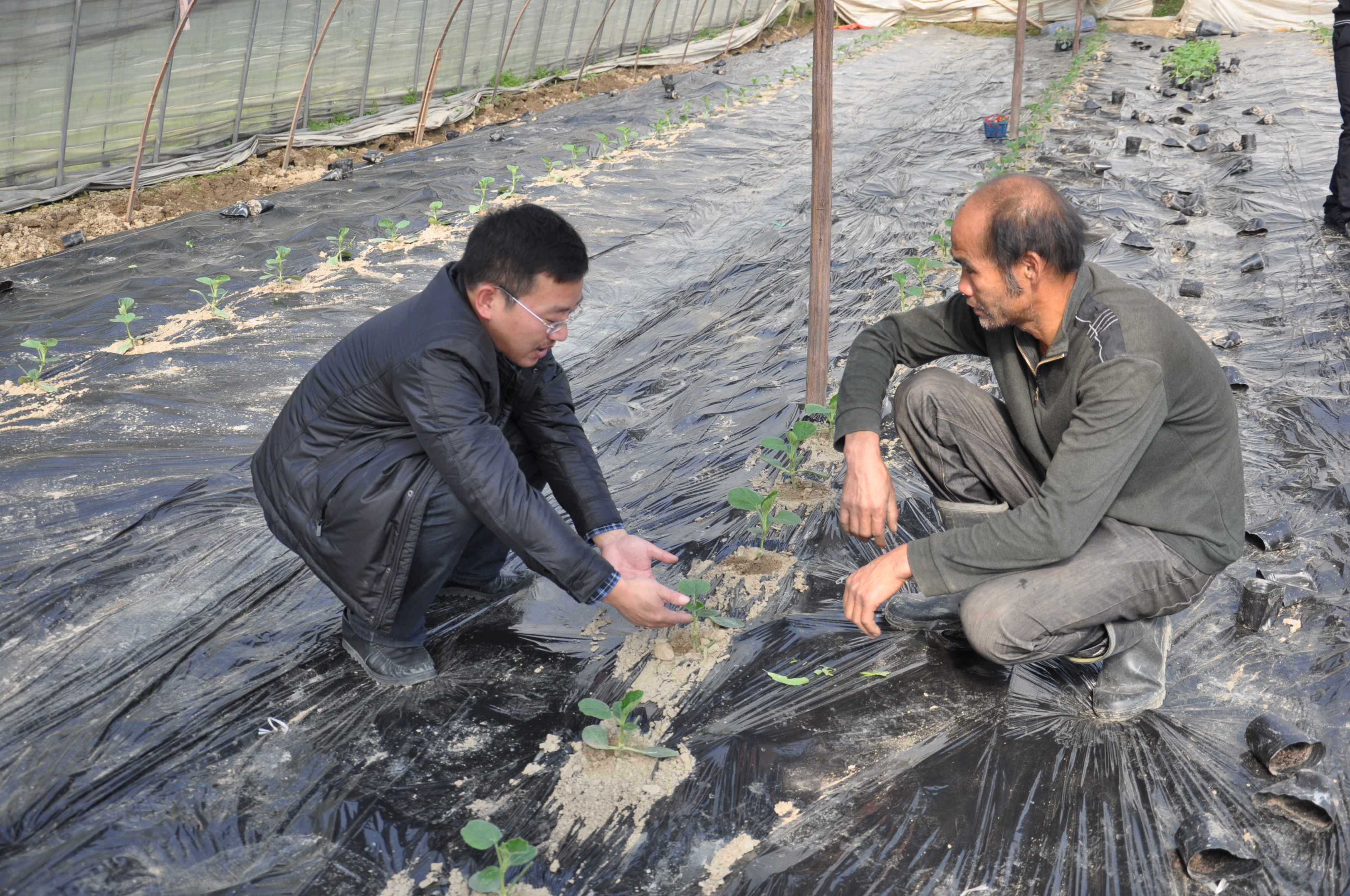 浙江临安首次尝试冬春设施蒲瓜爬地高效栽培