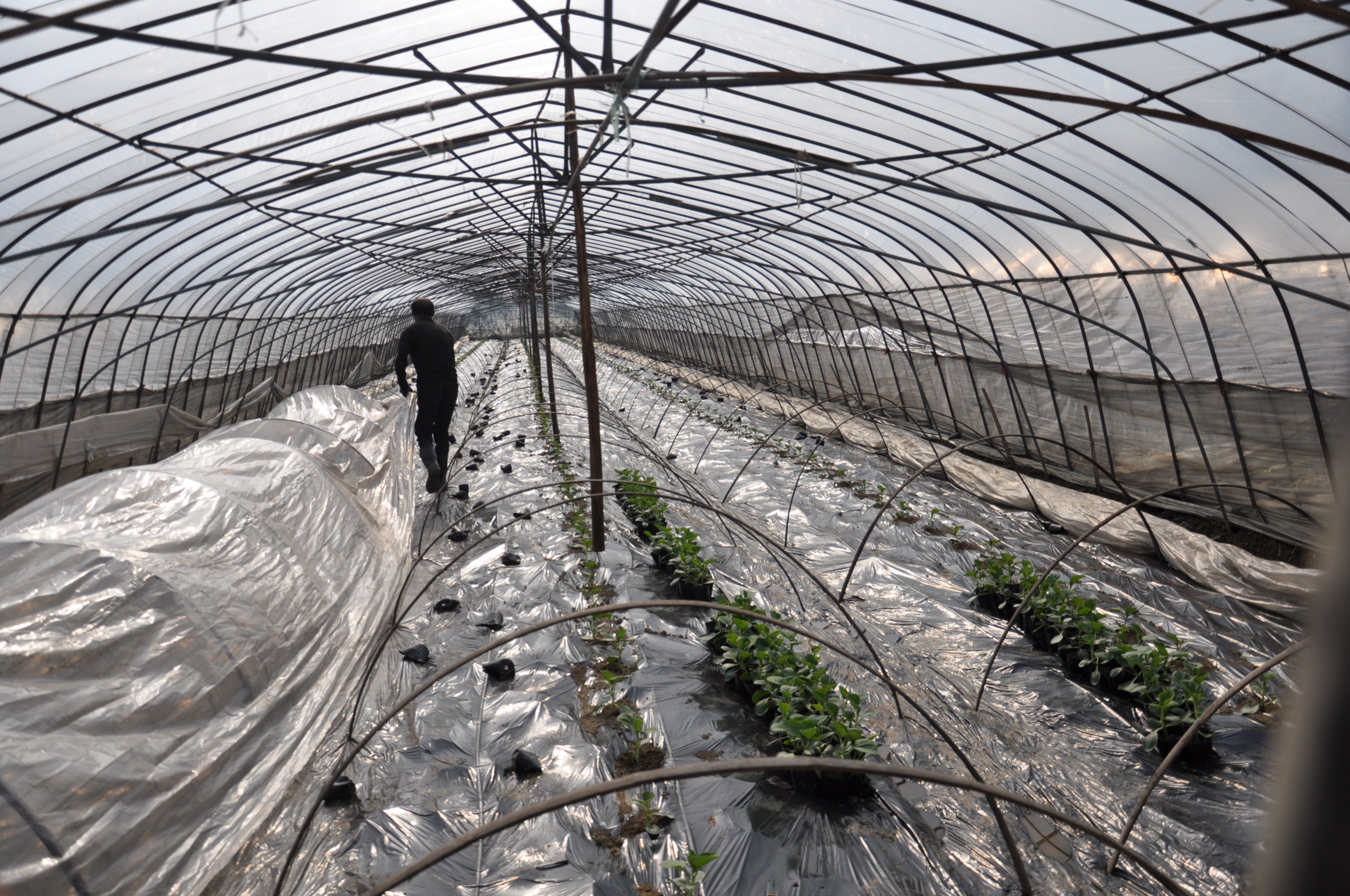 浙江临安首次尝试冬春设施蒲瓜爬地高效栽培2