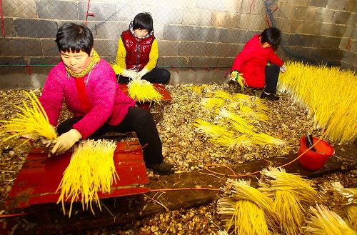 山东潍坊:冬闲小种植变身大产业