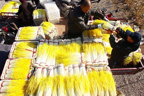 11月28日,山东潍坊安丘市官庄镇张家沙沟村村民在销售蒜黄。