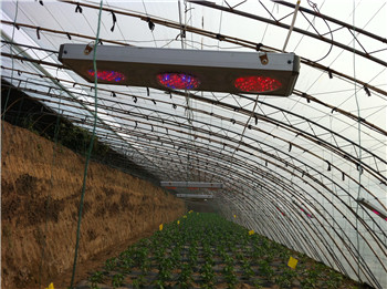 天津宝坻:引进新技术 帮扶基地生产