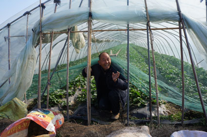家有草莓大棚,天天都有开心的事。