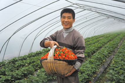 刚采摘的大草莓红艳诱人。