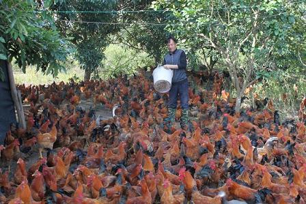 广西江州区果农利用果园养鸡效益高