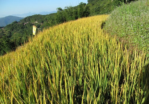 ϲԴذƷˮ8828ֳɹϲ