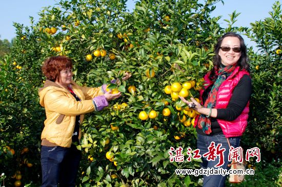 廉江市石城镇橙农郭大姐(左)与游客分享丰收的喜悦