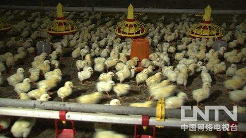 河北孟村回族自治县:常被误解的创富牛人(致富经)(图:5)