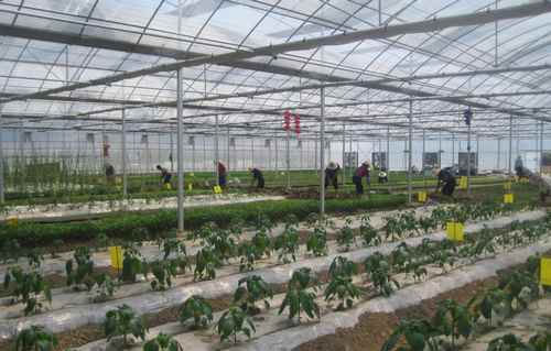 ���ϣ����������ҵ������Ŀ�ó�ɳ�������߲�Ч�汶��