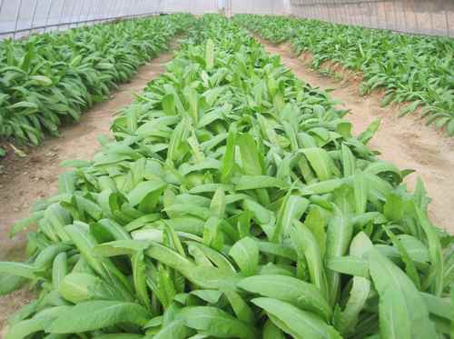 ���ϣ����������ҵ������Ŀ�ó�ɳ�������߲�Ч�汶��2