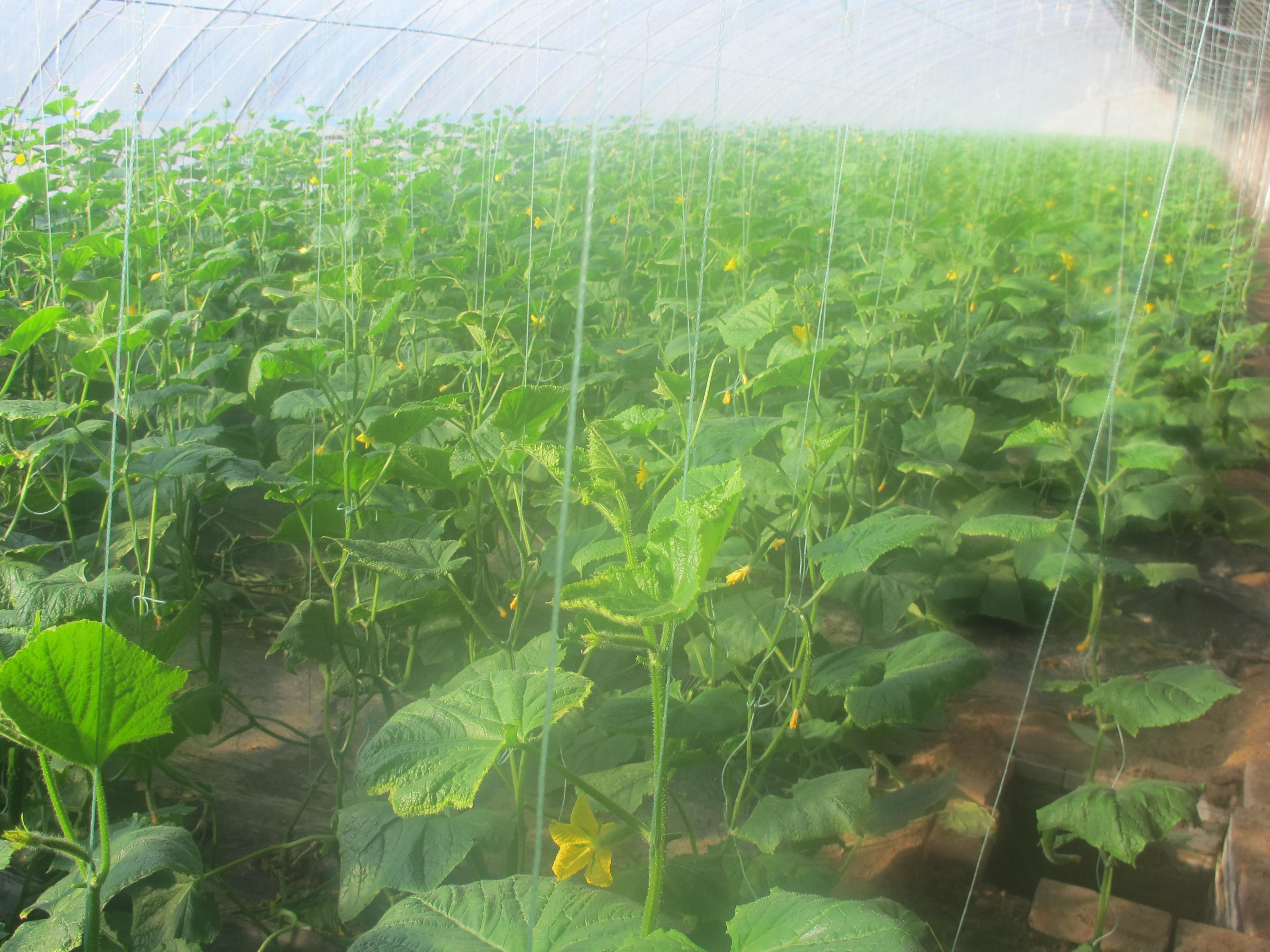 天津滨海新区大港刘岗庄设施种植园区提升工程成效显著2