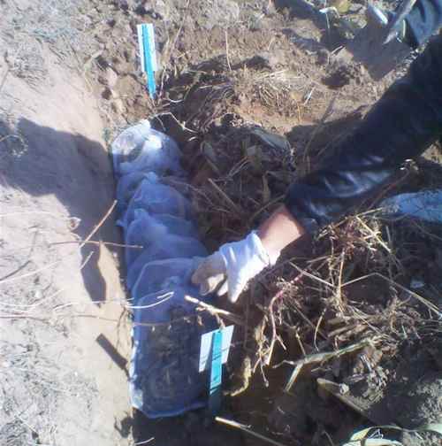 内蒙古杭锦后旗对玉米秸杆失重率法腐熟剂筛选试验进行取样